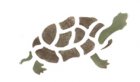 Wandschablone Schildkröte
